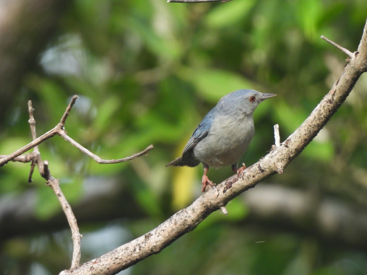 Bicolored Conebill - ML637609226