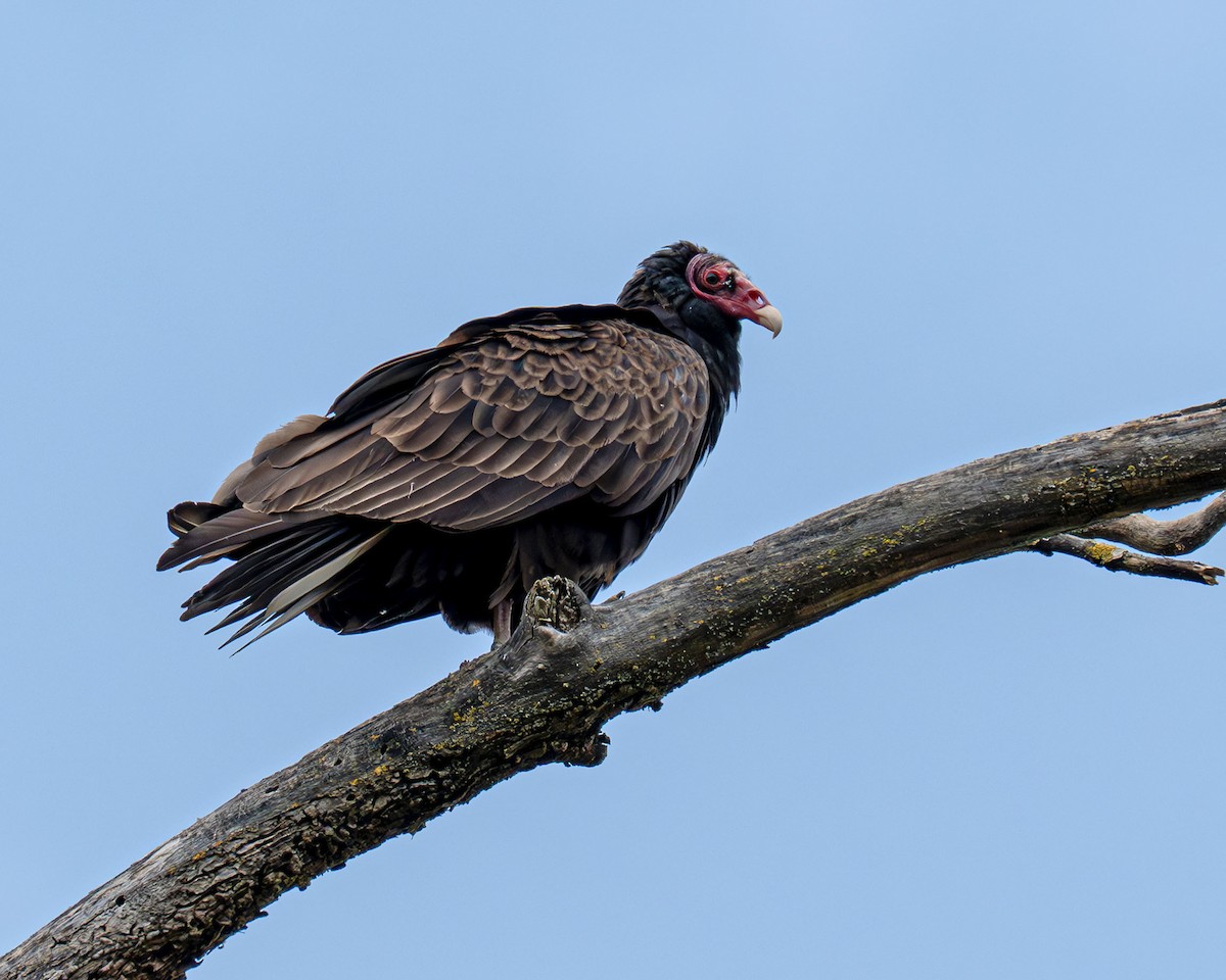 Turkey Vulture - ML637609228