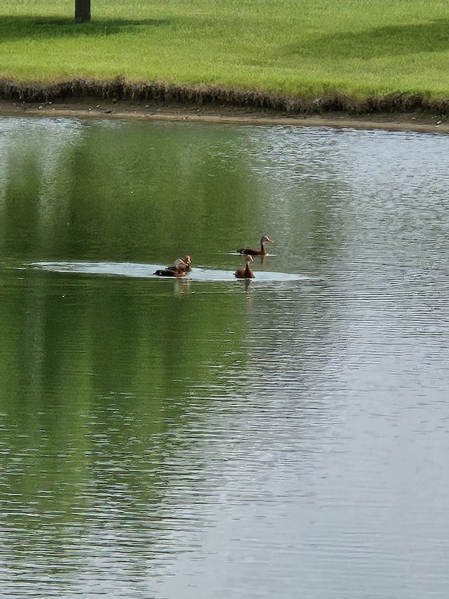 Black-bellied Whistling-Duck - ML637609231