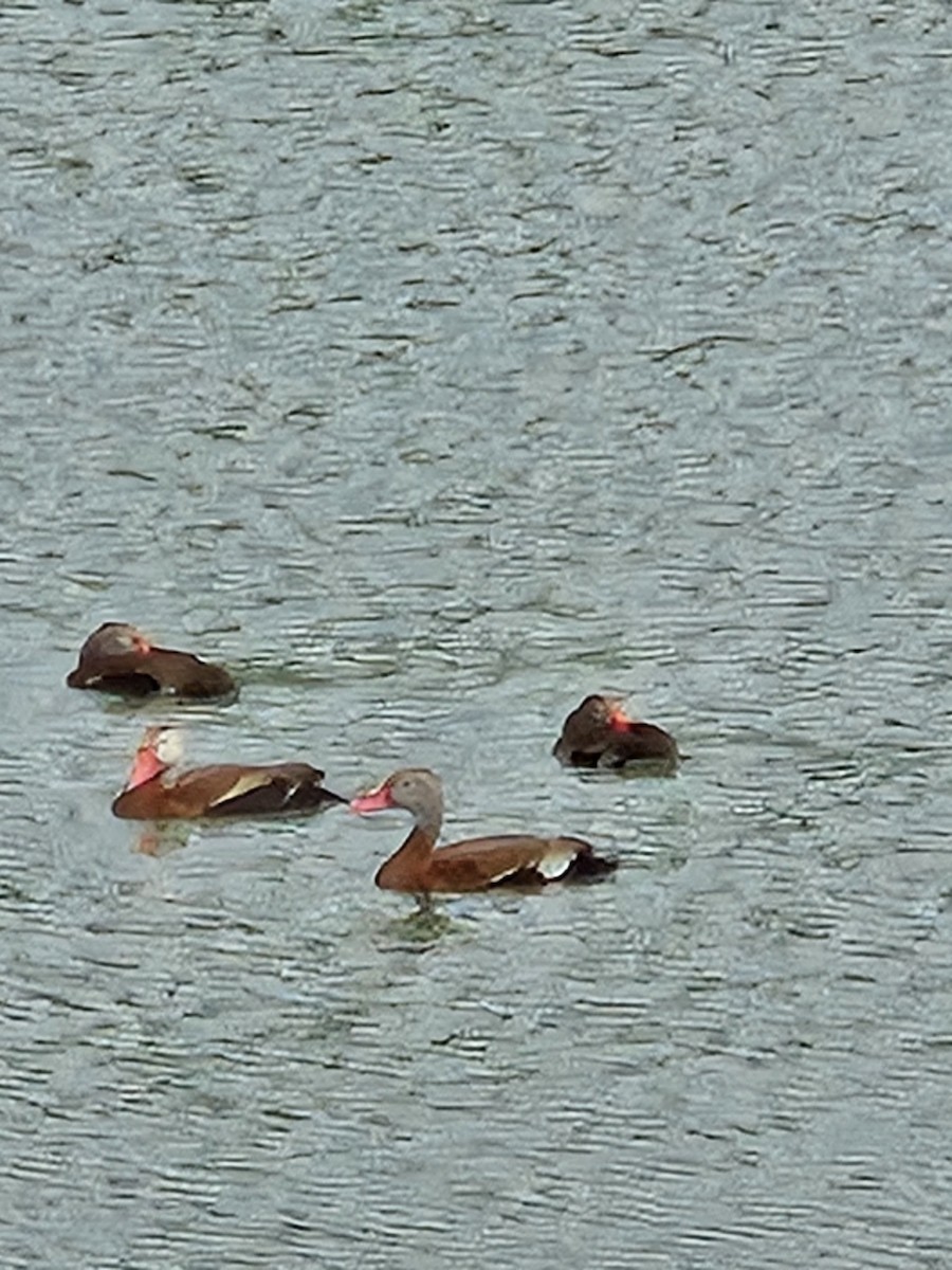 Black-bellied Whistling-Duck - ML637609232