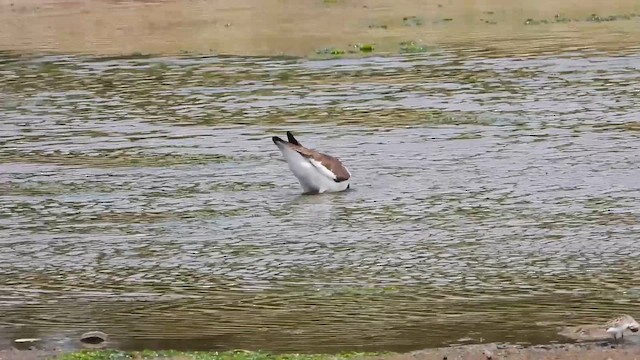 American Oystercatcher - ML637609249