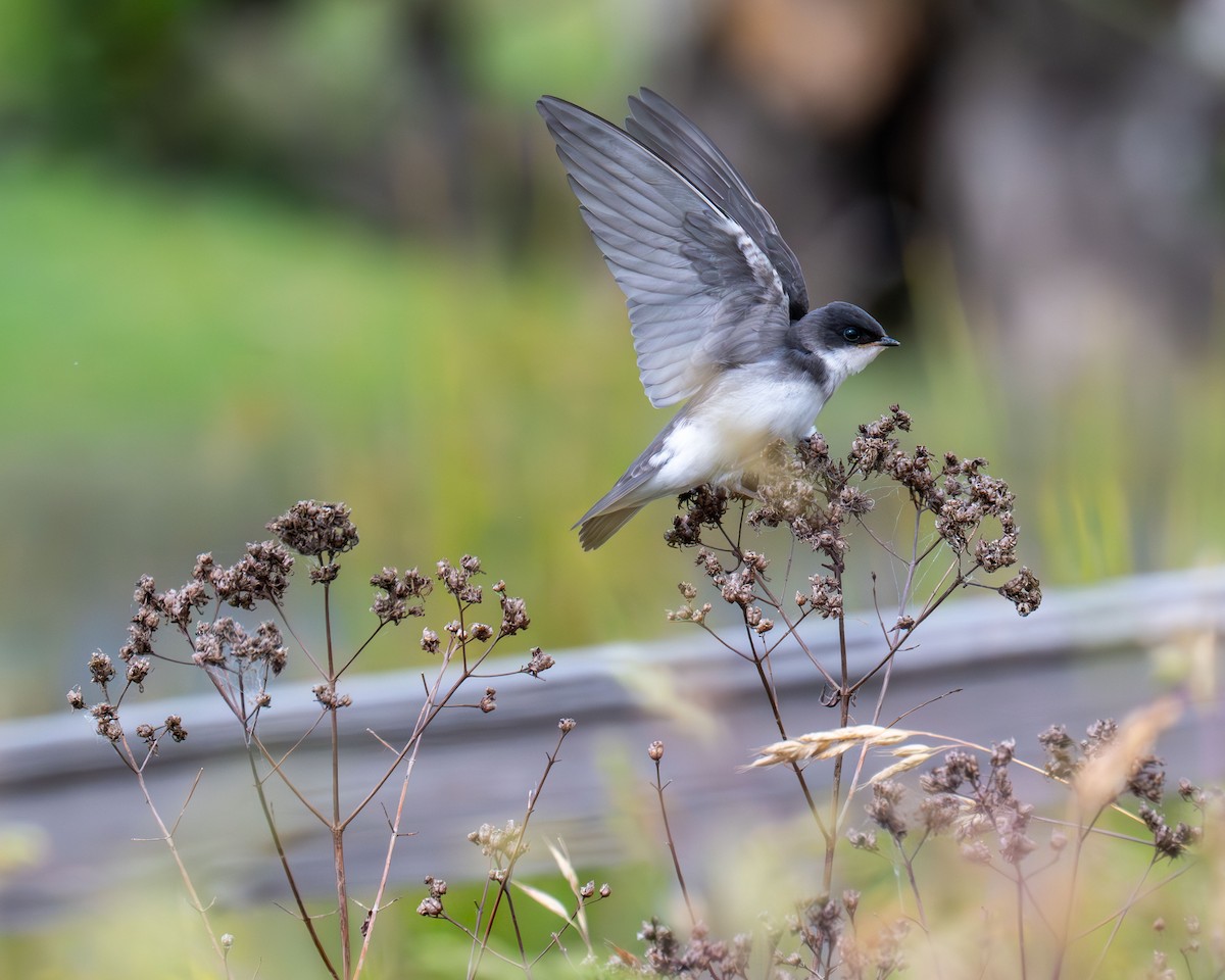 Tree Swallow - ML637609252