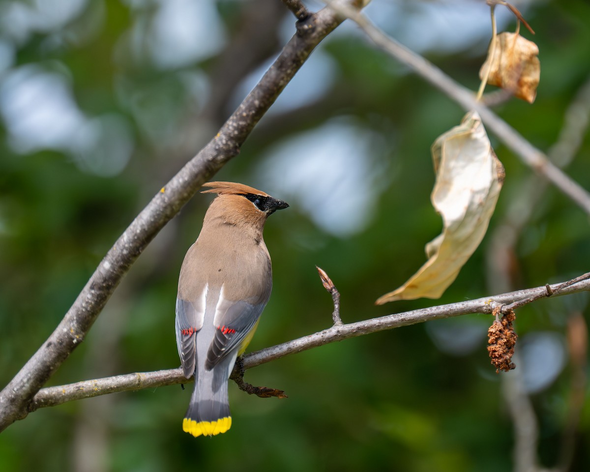 Cedar Waxwing - ML637609277