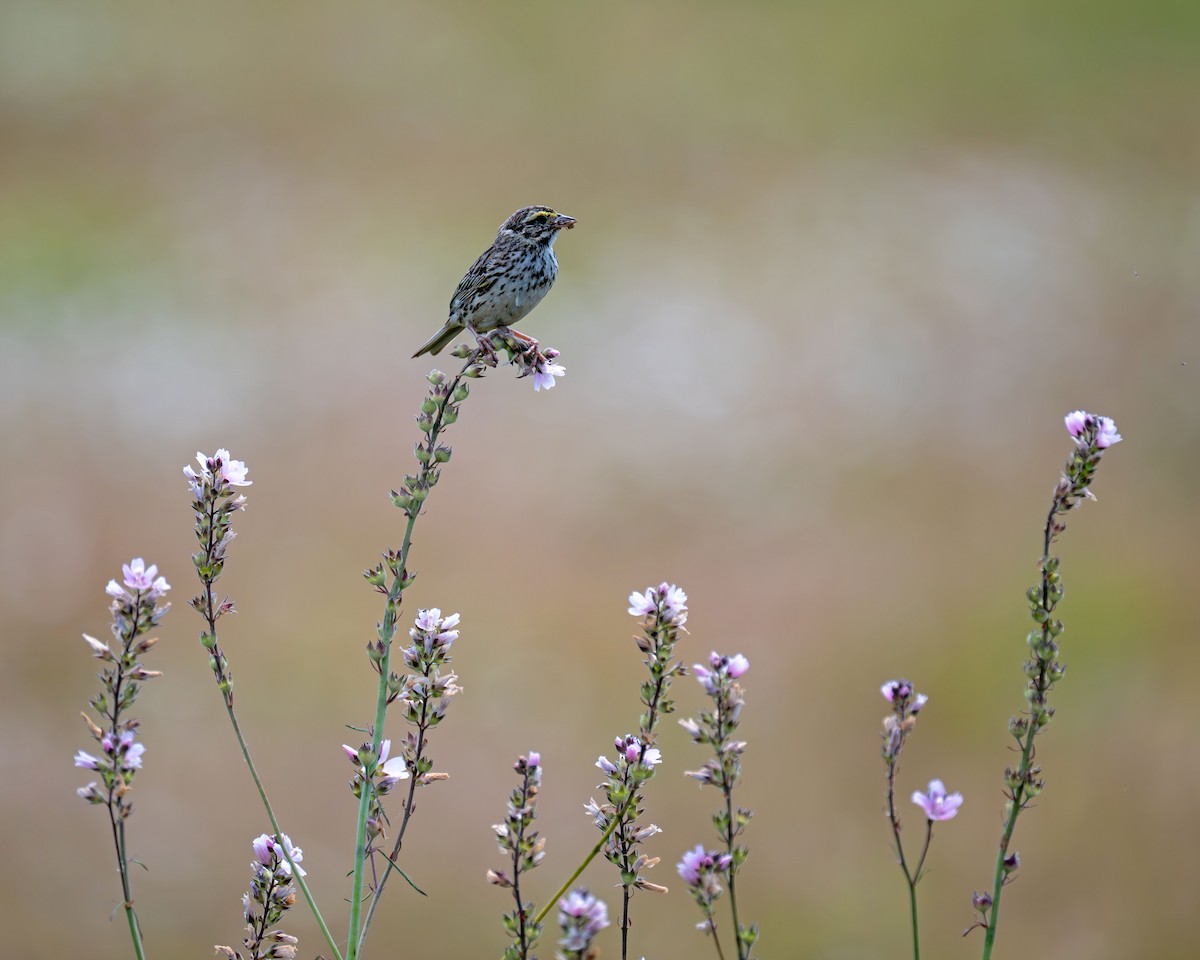 Savannah Sparrow - ML637609281