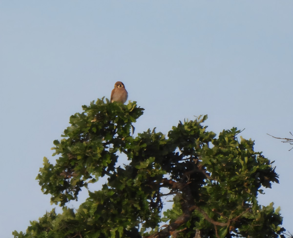 poštolka pestrá - ML637609283