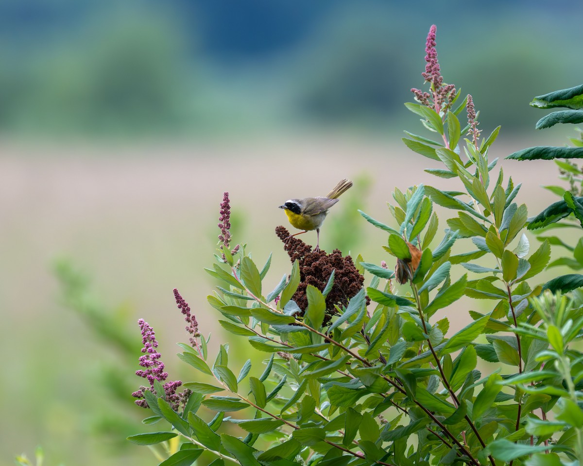 Common Yellowthroat - ML637609291