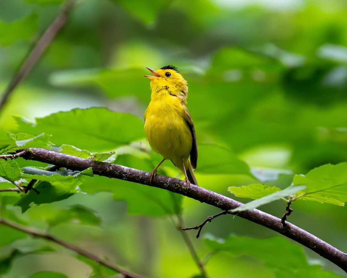 Wilson's Warbler - ML637609303