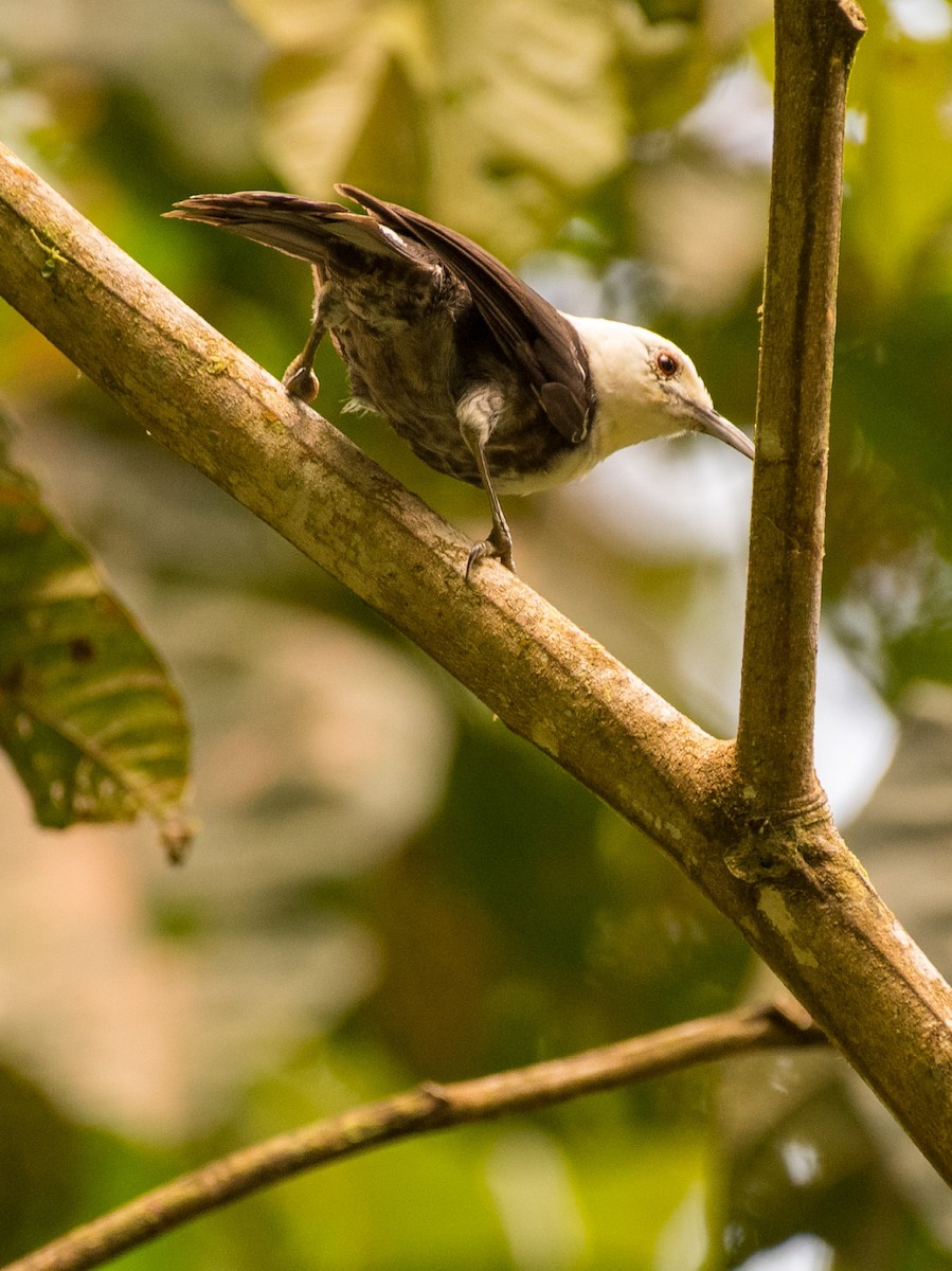 White-headed Wren - ML637609335