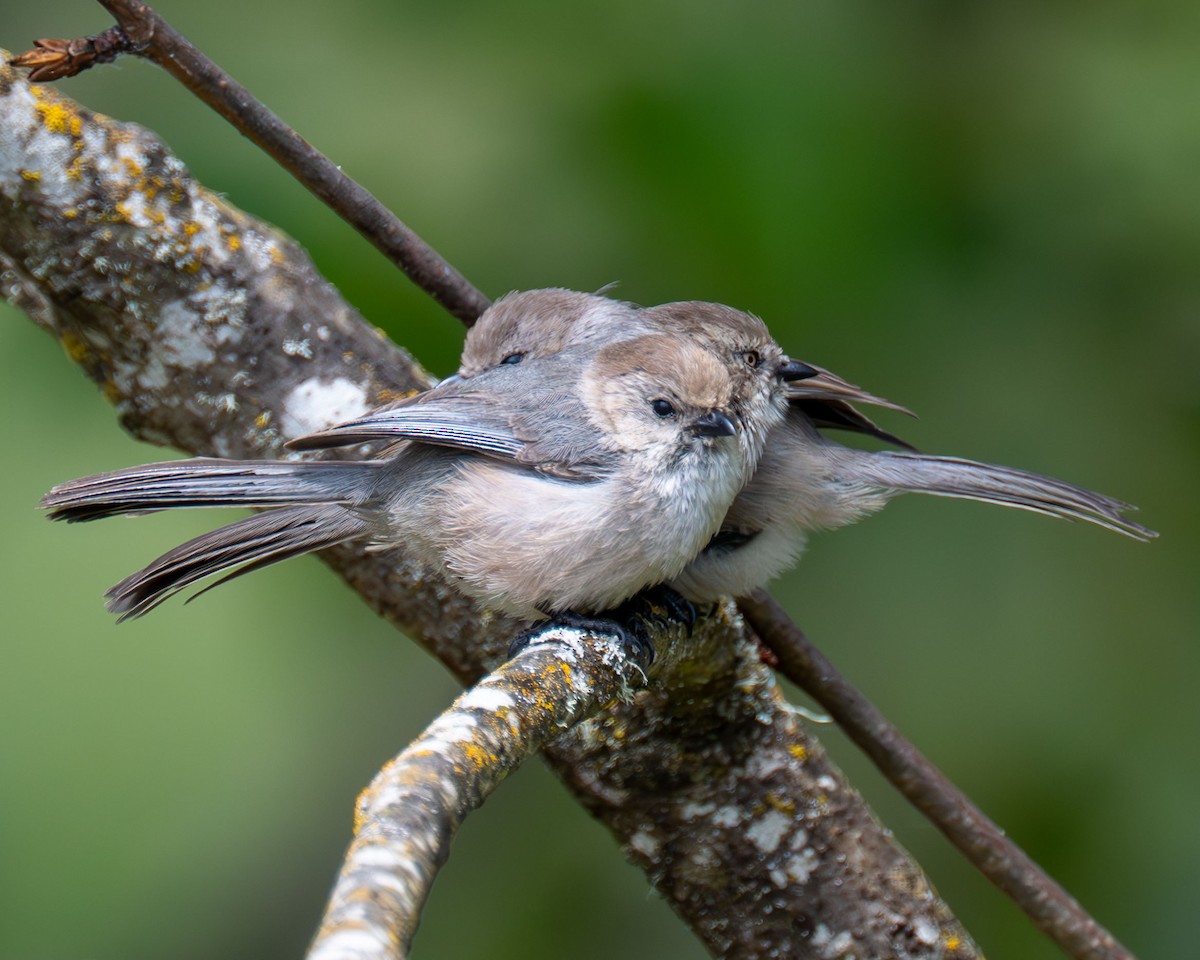 Bushtit - ML637609382