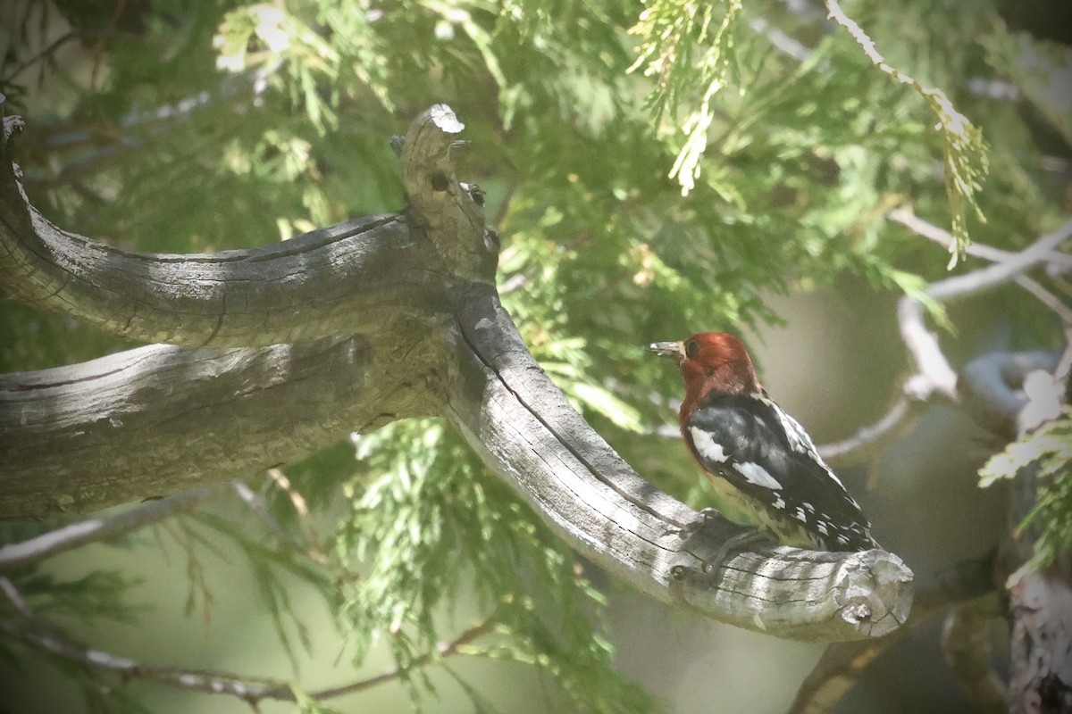 Red-breasted Sapsucker - ML637609397