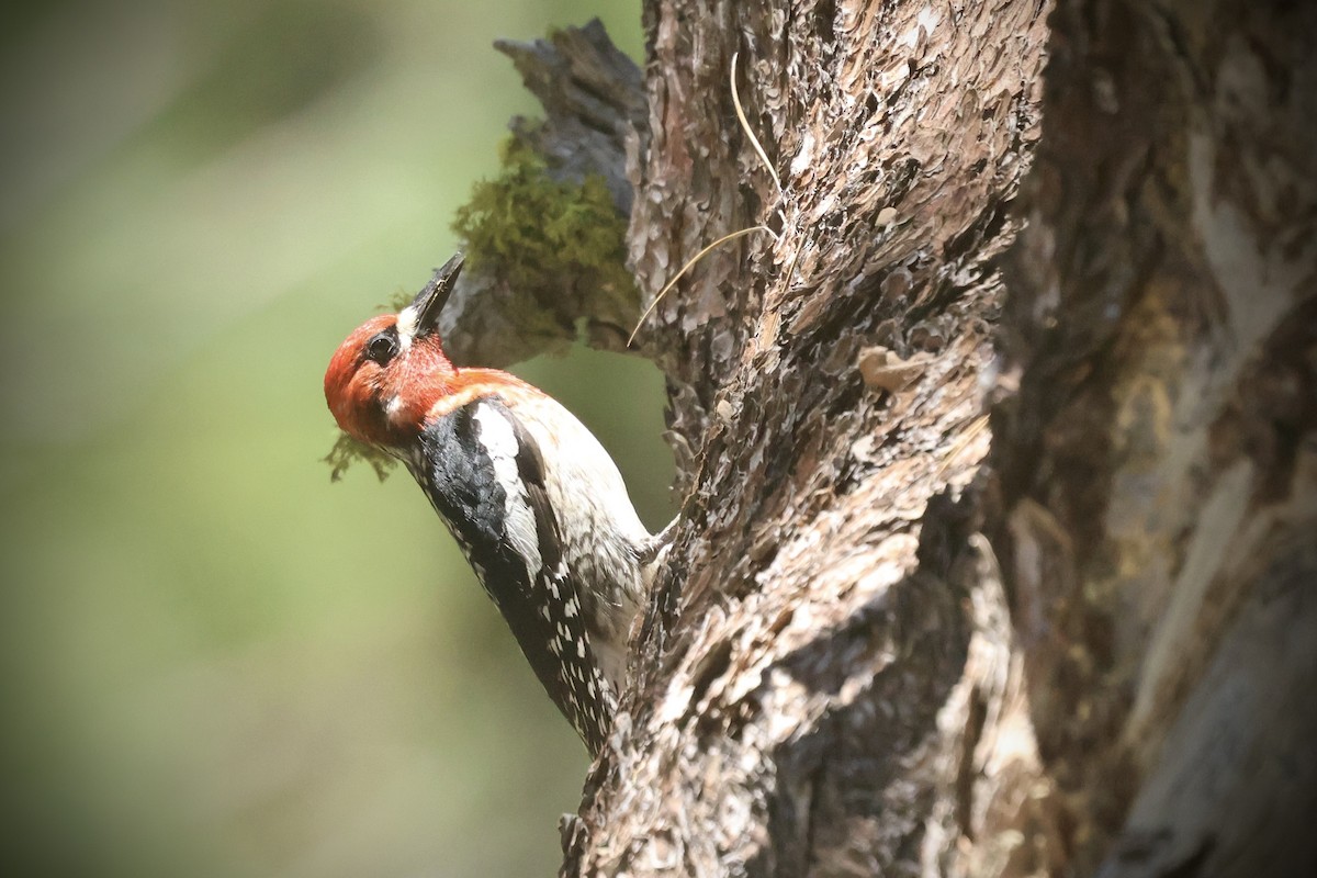 Red-breasted Sapsucker - ML637609398
