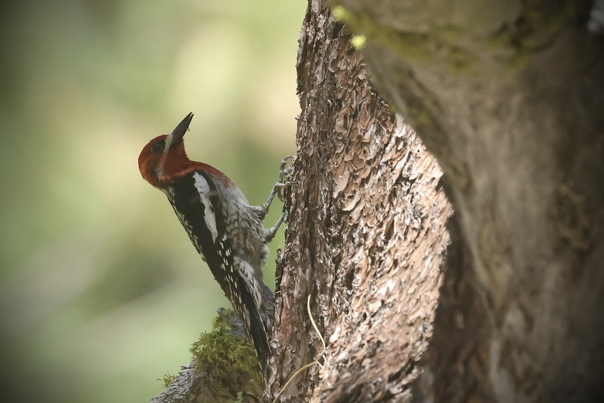 Red-breasted Sapsucker - ML637609399