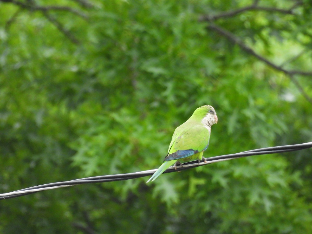 Monk Parakeet - ML637609420