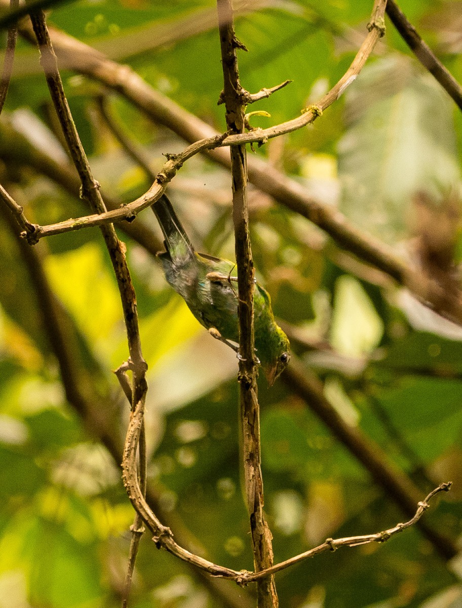 Scarlet-thighed Dacnis - ML637609428