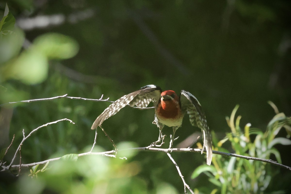 Red-breasted Sapsucker - ML637609438