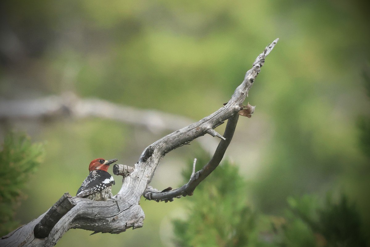 Red-breasted Sapsucker - ML637609451
