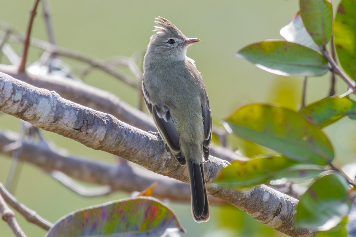 Plain-crested Elaenia - ML637609506