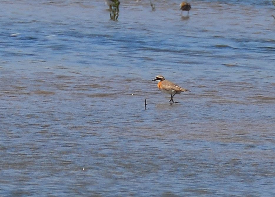 Siberian Sand-Plover - ML637609524
