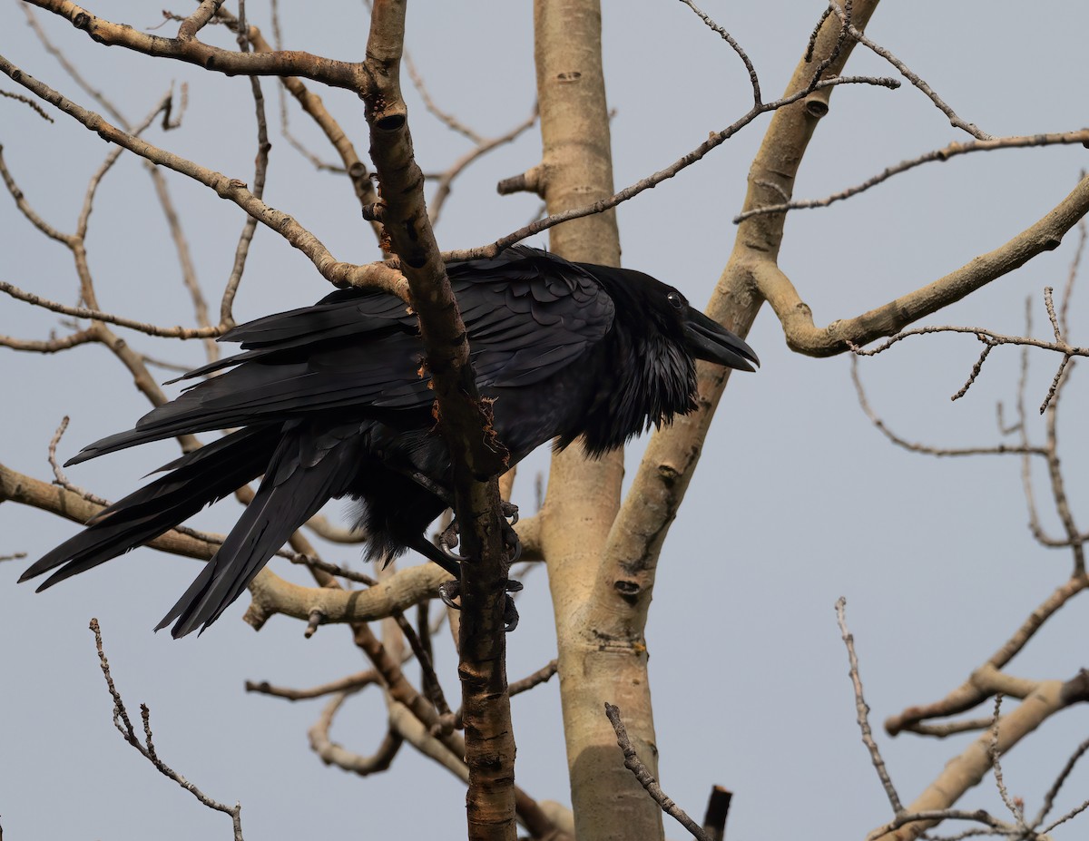 Common Raven - ML637609545