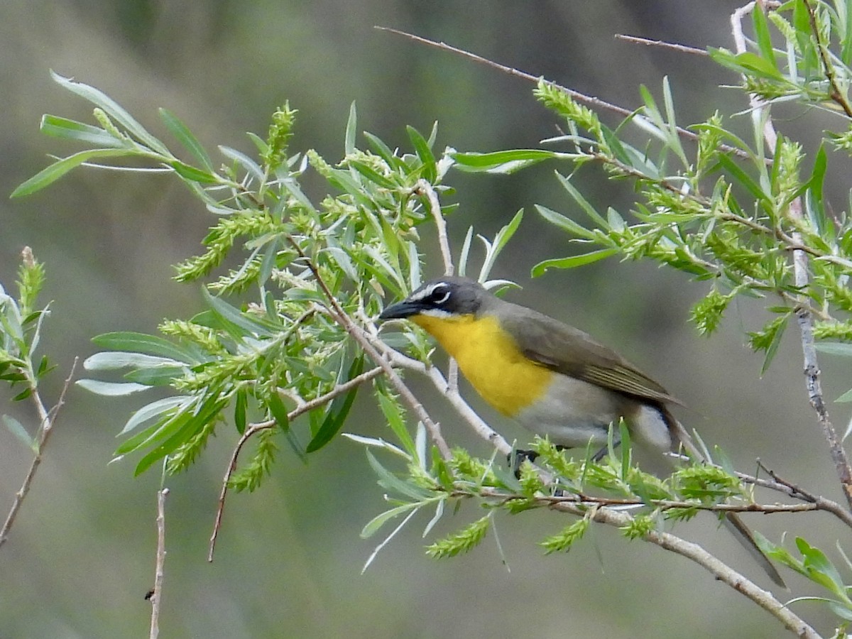 Yellow-breasted Chat - ML637609547