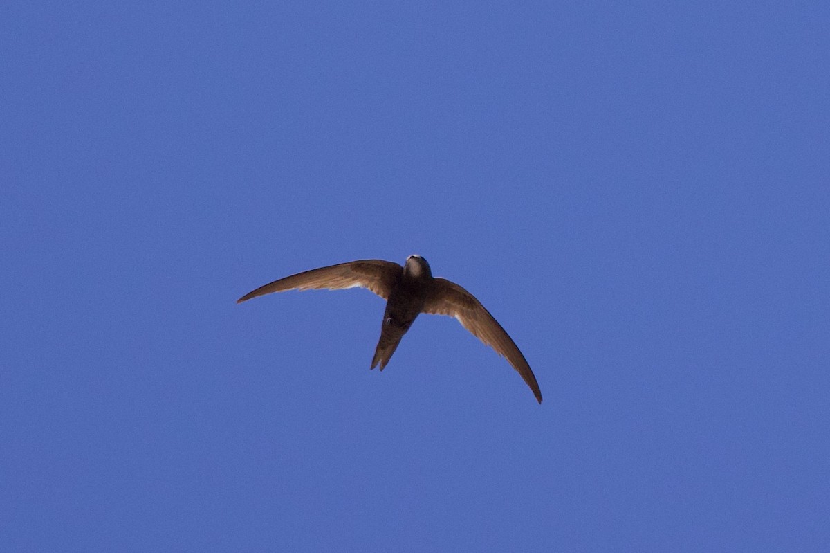 Common Swift - ML637609610