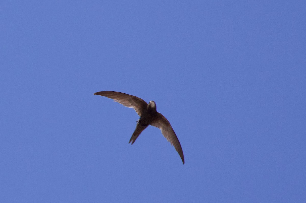 Common Swift - ML637609613
