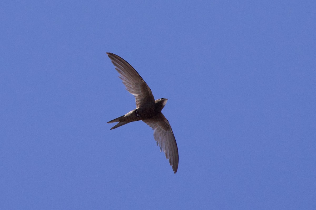 Common Swift - ML637609615