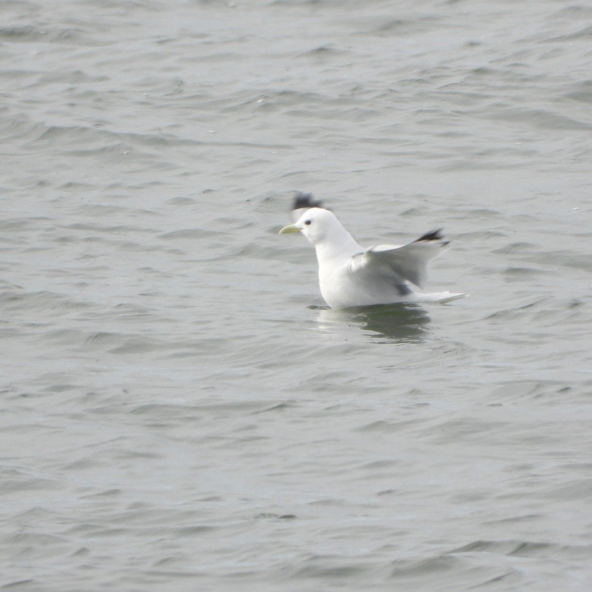 Black-legged Kittiwake - ML637609619