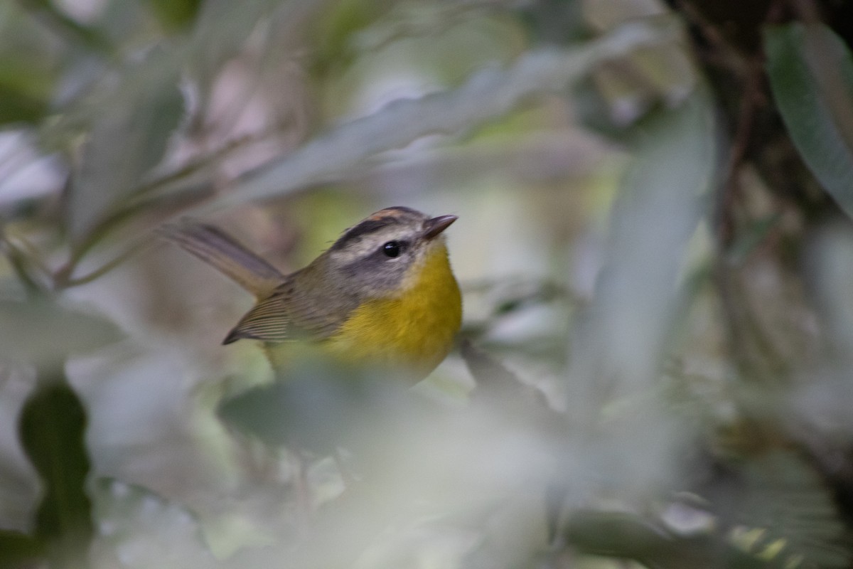 Golden-crowned Warbler - ML637609620