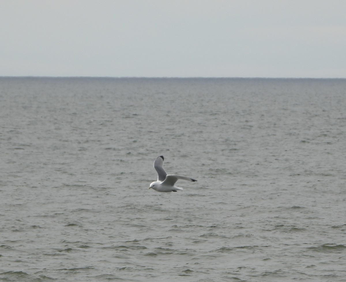 Black-legged Kittiwake - ML637609626
