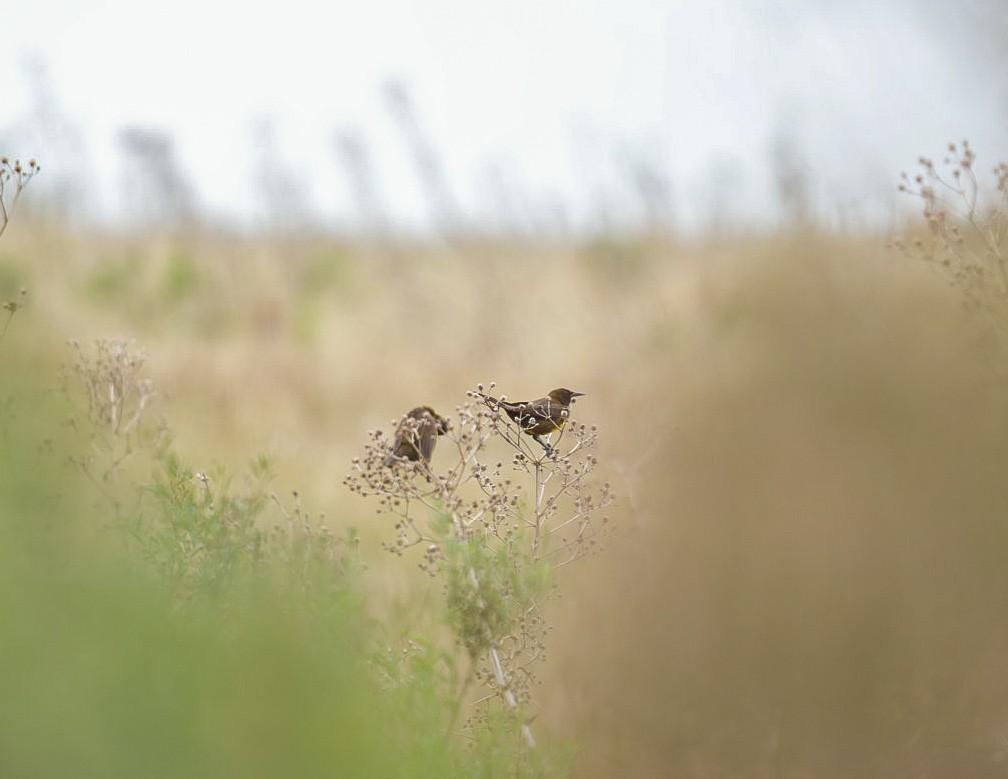 Brown-and-yellow Marshbird - ML637609643