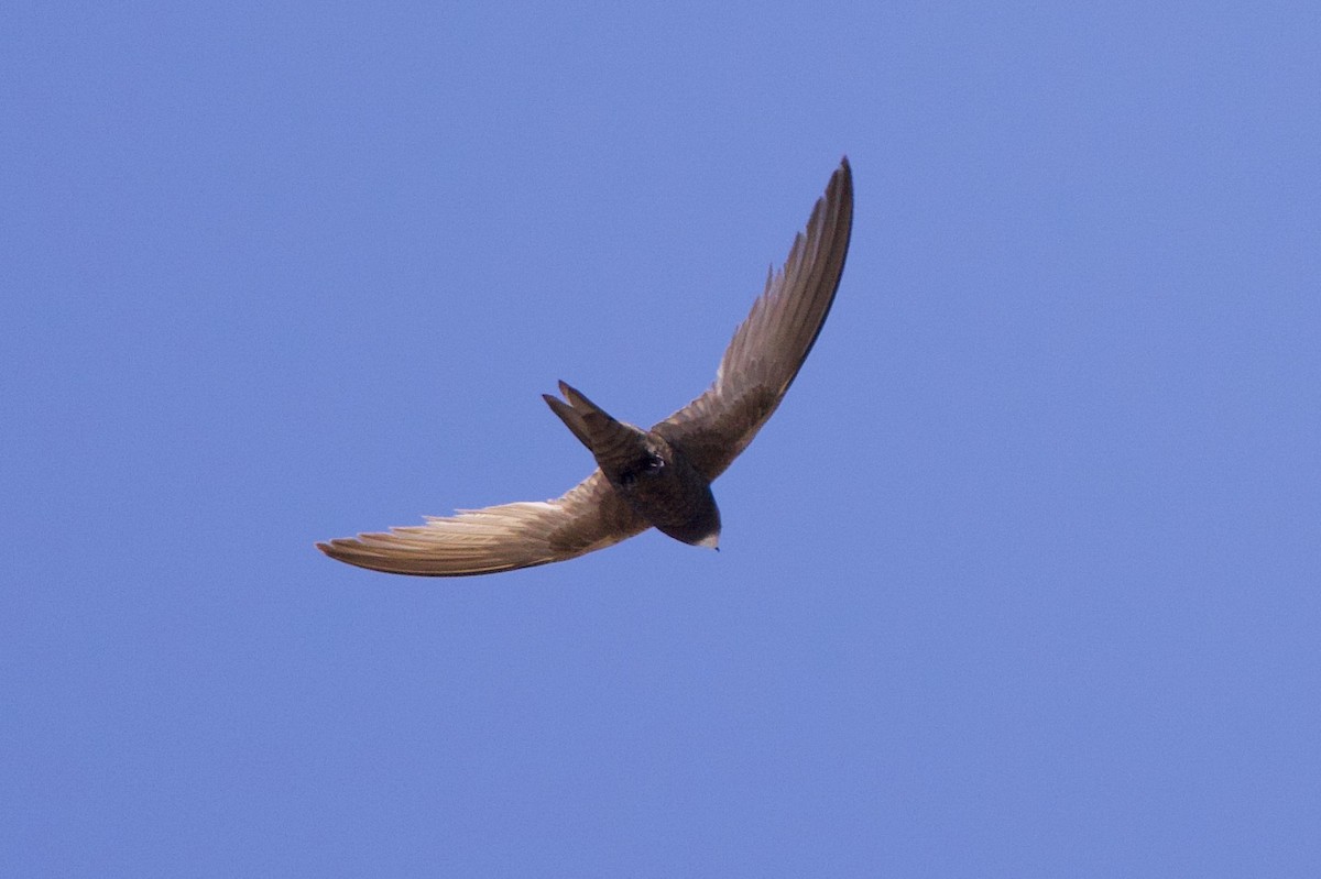 Common Swift - ML637609656