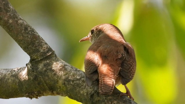 Northern House Wren - ML637609698