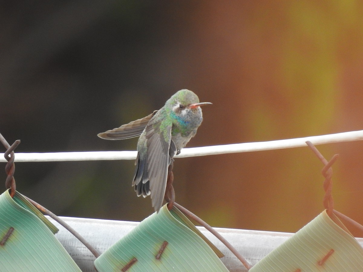 Broad-billed Hummingbird - ML637609718