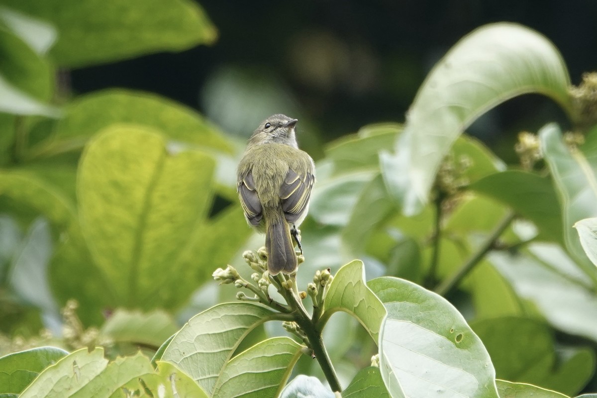 Mistletoe Tyrannulet - ML637609721