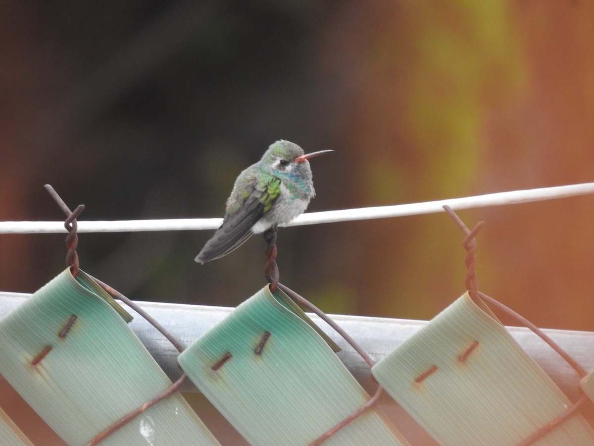 Broad-billed Hummingbird - ML637609746