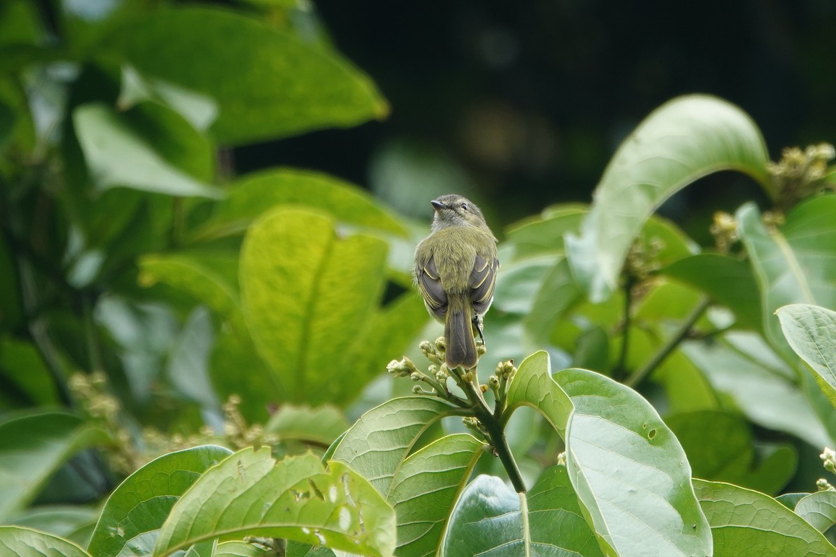 Mistletoe Tyrannulet - ML637609748
