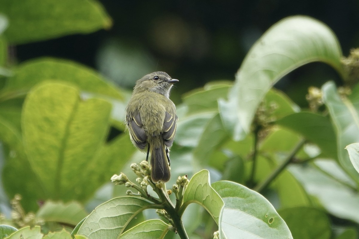 Mistletoe Tyrannulet - ML637609767