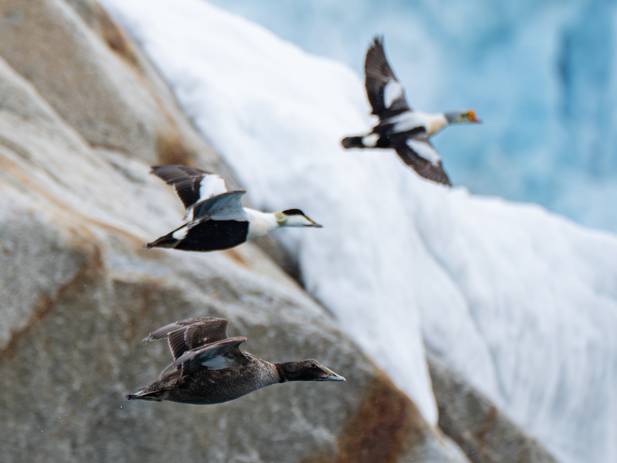 Common Eider - ML637609799