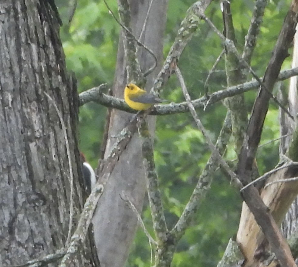 Prothonotary Warbler - ML637609841