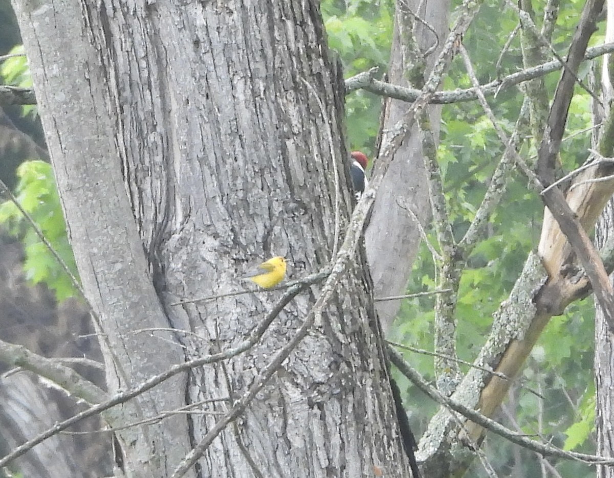 Prothonotary Warbler - ML637609842