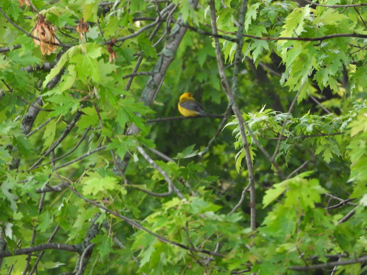 Prothonotary Warbler - ML637609843