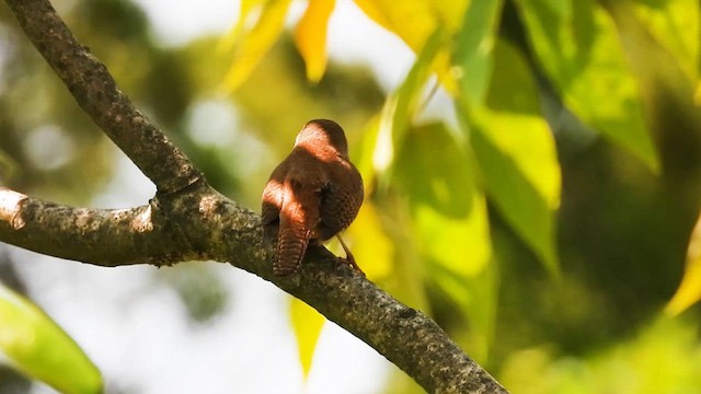 Northern House Wren - ML637609893