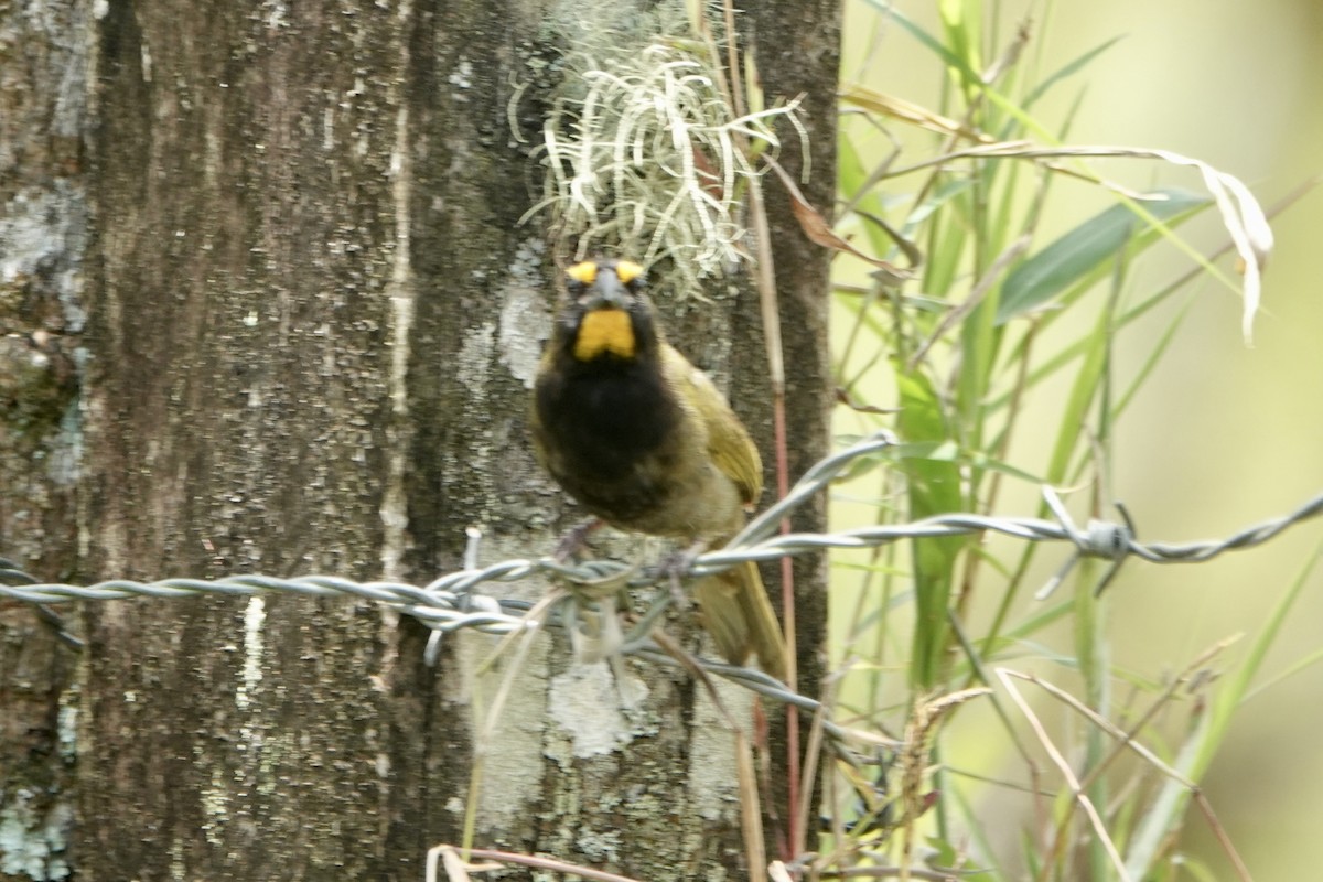Yellow-faced Grassquit - ML637609895
