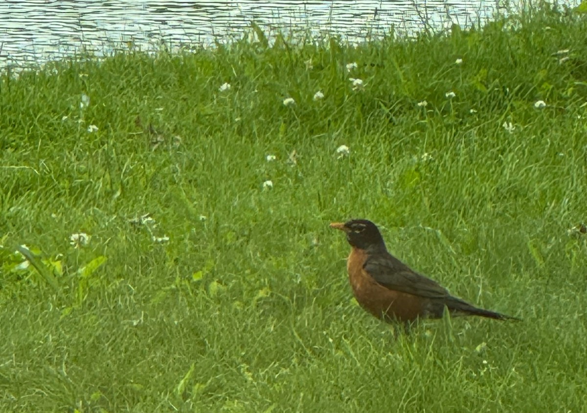 American Robin - ML637609900