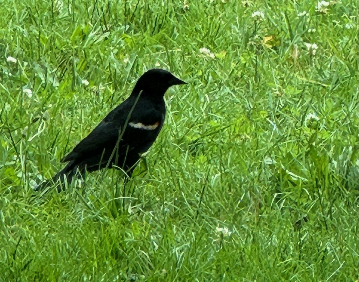 Red-winged Blackbird - ML637609913