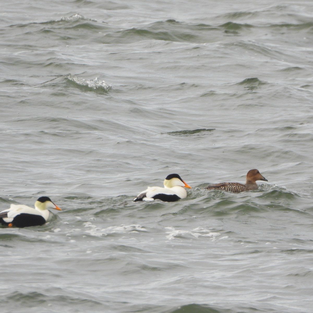Common Eider - ML637609919