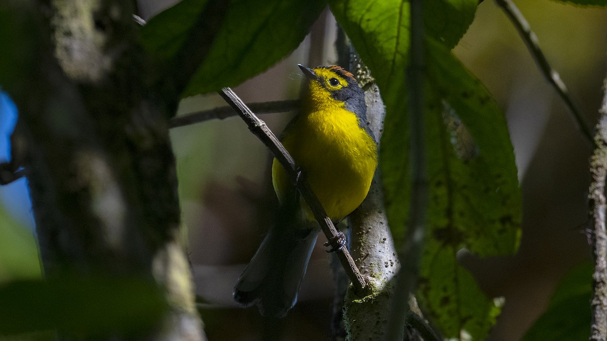 Spectacled Redstart - ML637610009