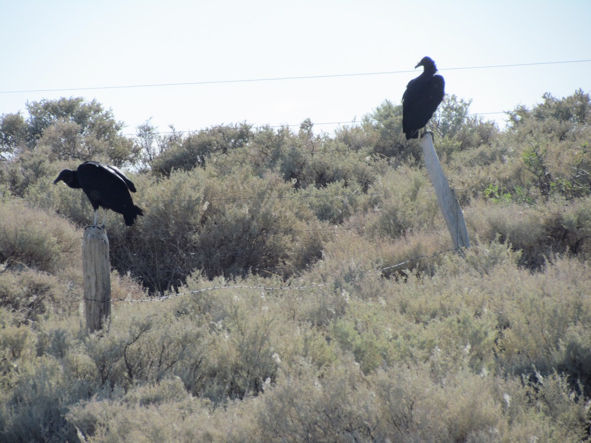 Black Vulture - ML637610044