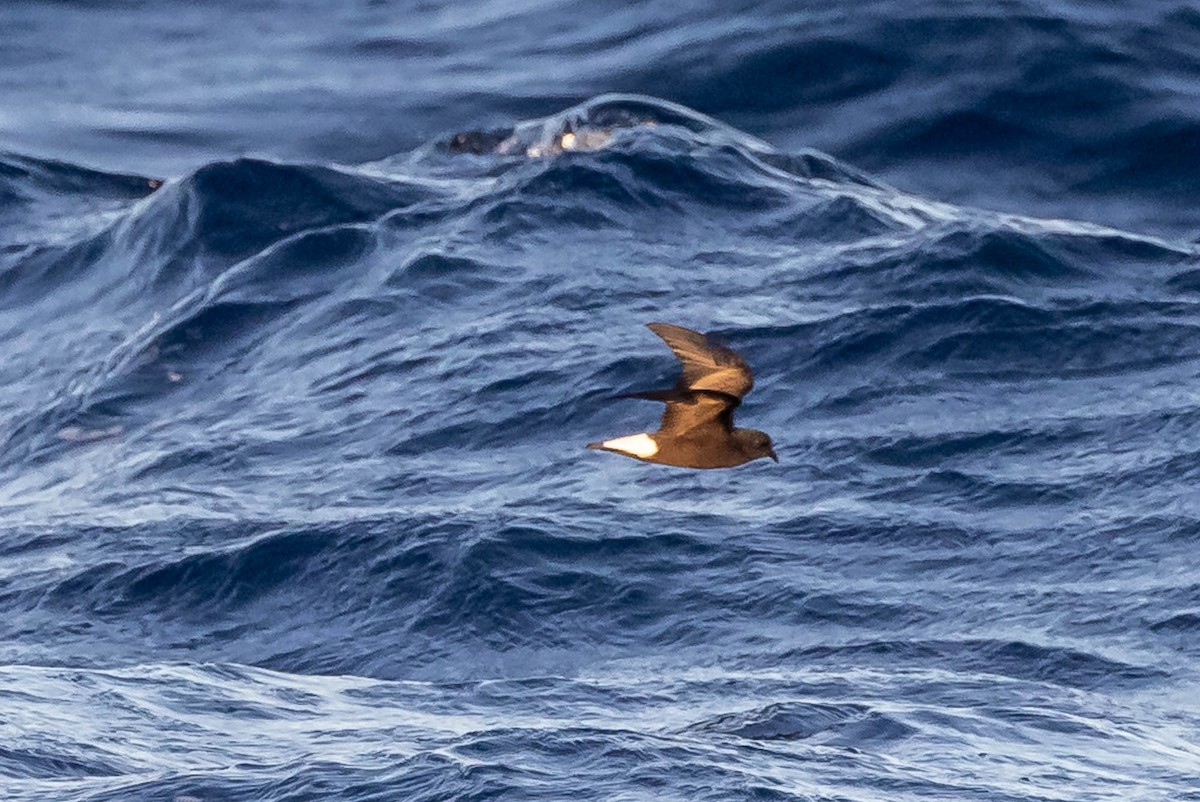Wedge-rumped Storm-Petrel - ML637610051